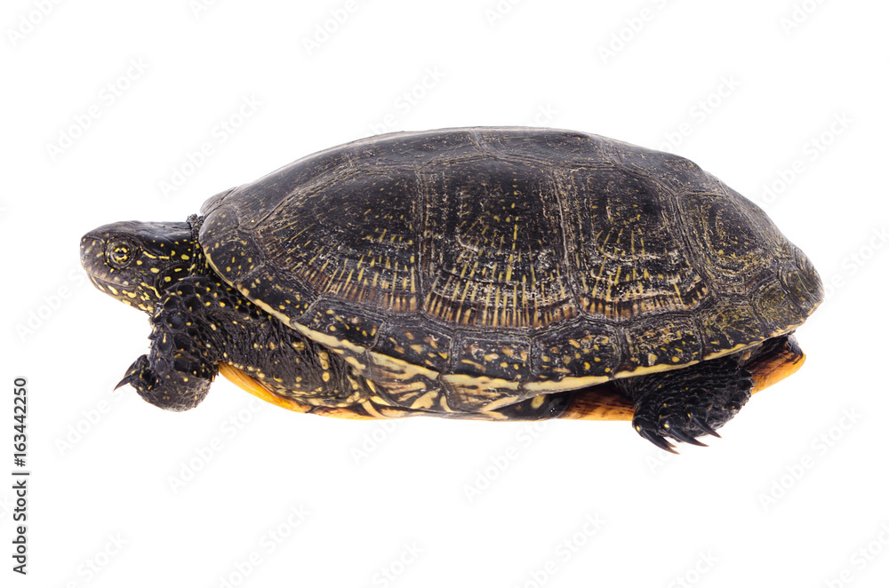 reptiles swamp turtle in its shell on a white background reptiles swamp turtle in its shell on a white background