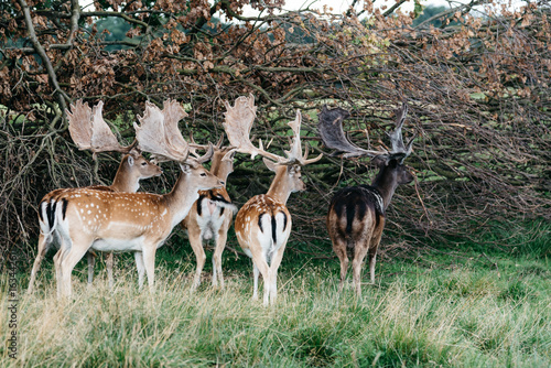 Fototapeta Naklejka Na Ścianę i Meble -  A herd of fallow deers in the wood (Dama dama) in Denmark
