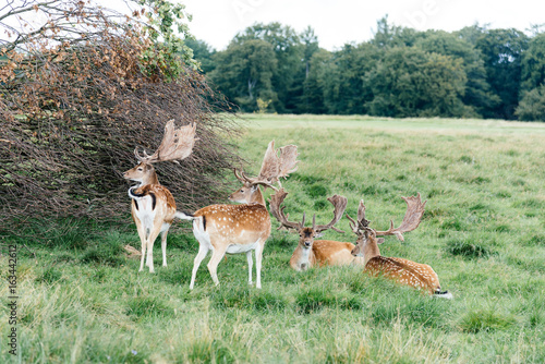 Fototapeta Naklejka Na Ścianę i Meble -  A herd of fallow deers in the wood (Dama dama) in Denmark