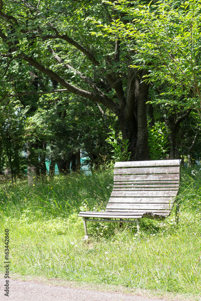 Empty old wooden bench in a tranquil park Empty old wooden bench in a tranquil park