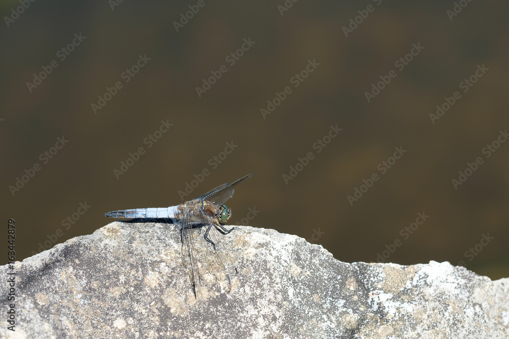 Libelle Großer Blaupfeil (Orthetrum cancellatum) Libelle Großer Blaupfeil (Orthetrum cancellatum)