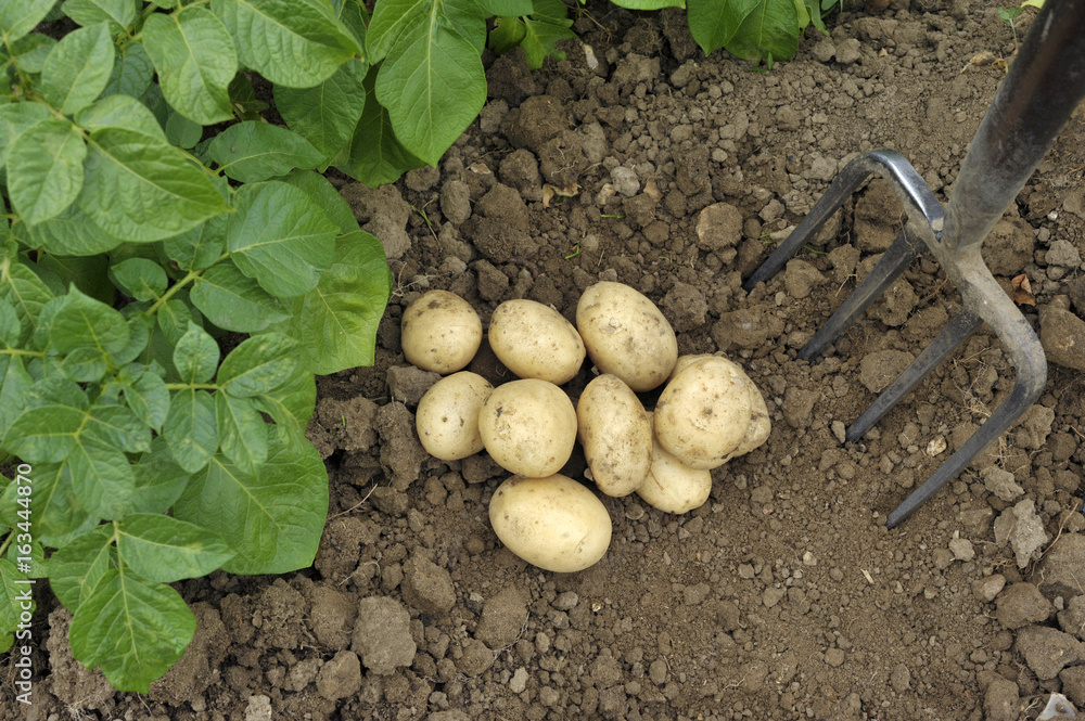 Potatoes