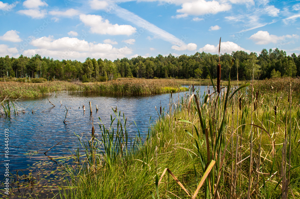 Obraz premium Brokovice