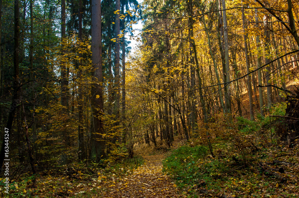 Autumn forest Autumn forest