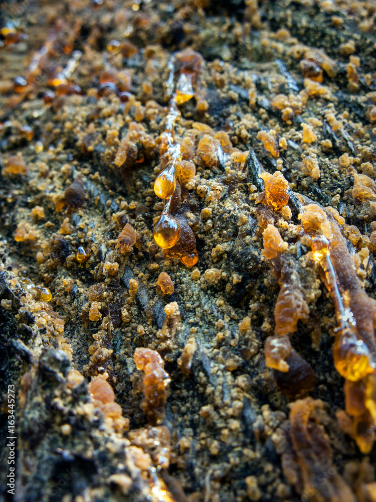 amber pitch on bark of a pine trunk