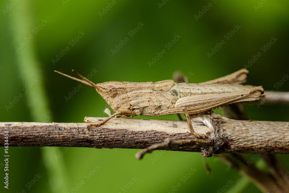 Image of brown grasshopper on dry branches. Insect Animal. Caelifera., Acrididae Image of brown grasshopper on dry branches. Insect Animal. Caelifera., Acrididae
