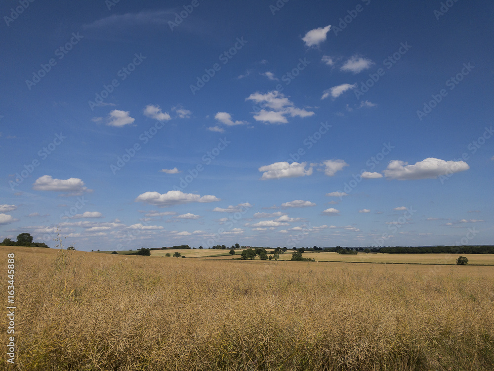 crops in field