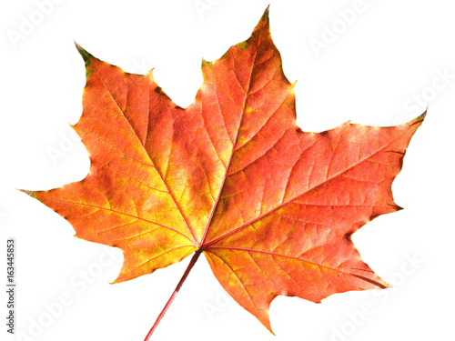 Maple leaf in autumn fall colour cut out and isolated on a white background 