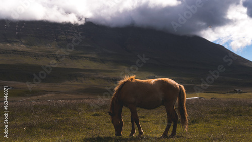 icelandic horse at sunset © Nir