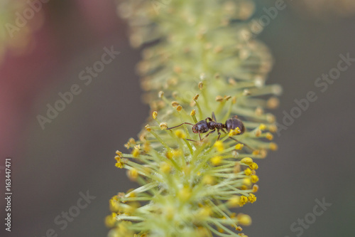 The ant on a flowering plant photo