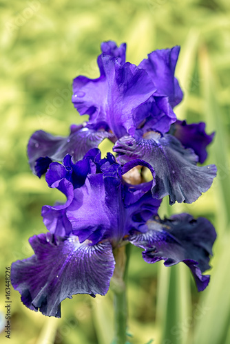 Fototapeta Naklejka Na Ścianę i Meble -  two blue iris flowers in a natural green grass background