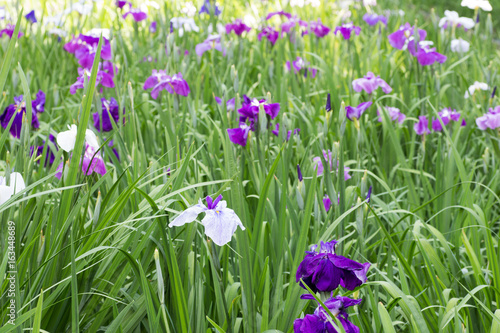 Landscape of Iris garden