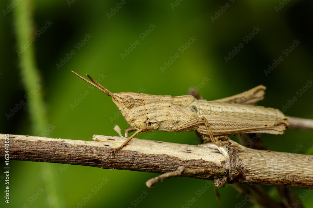 Image of brown grasshopper on dry branches. Insect Animal. Caelifera., Acrididae Image of brown grasshopper on dry branches. Insect Animal. Caelifera., Acrididae