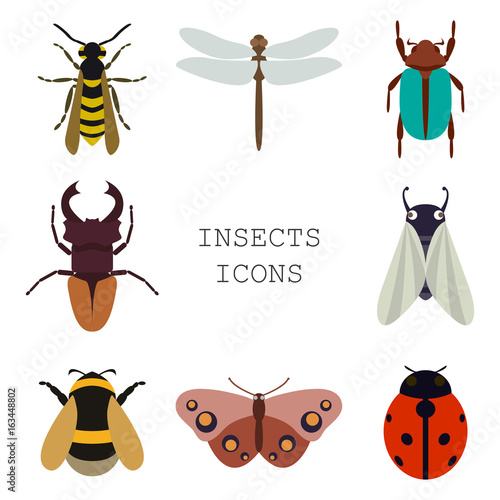 Vector illustration of insects icons color set