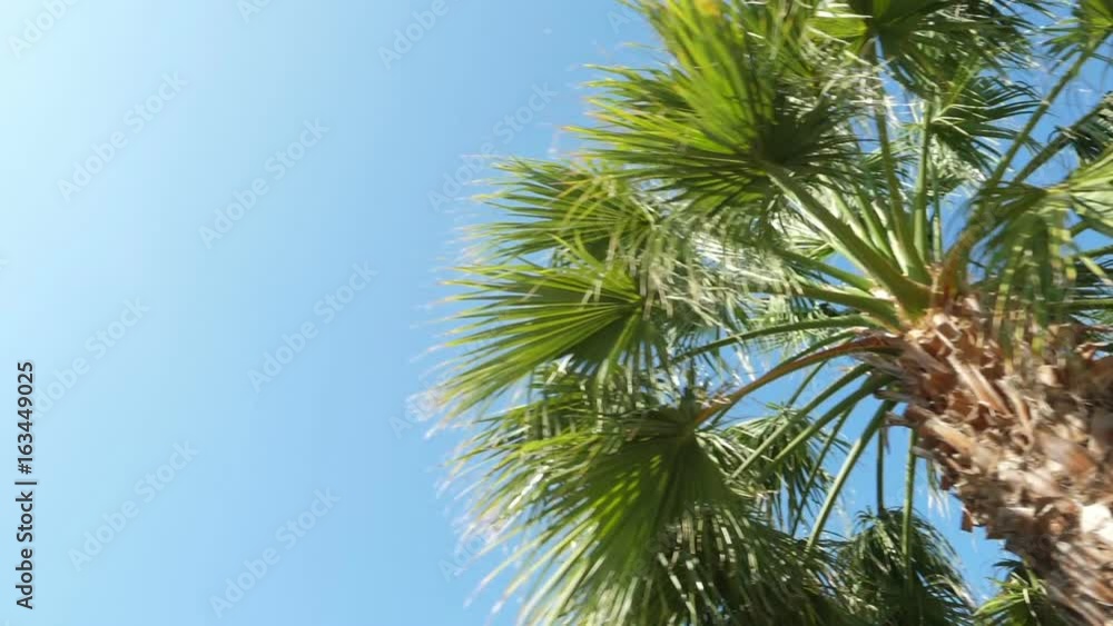 Movement of the camera through the palm trees in the park.
Movement of the camera through the palm trees in the park.