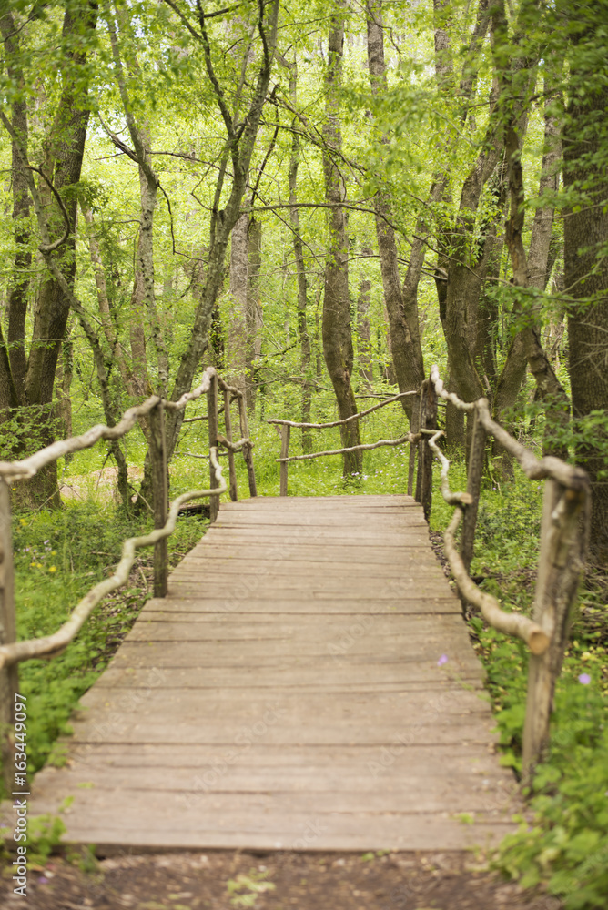 Wooden bridge in a forest. Wooden walkway in green  forest near the Ropotamo river, Bulgaria