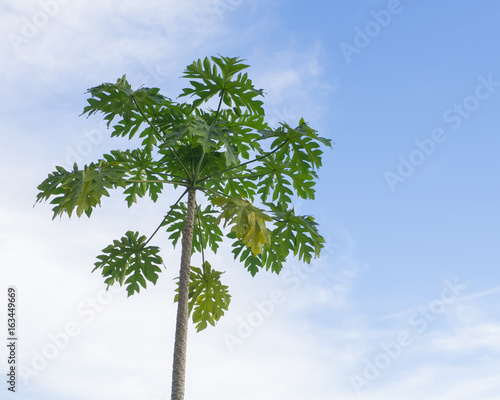 Papaya tree growth tall with the blue sky behind copy space background