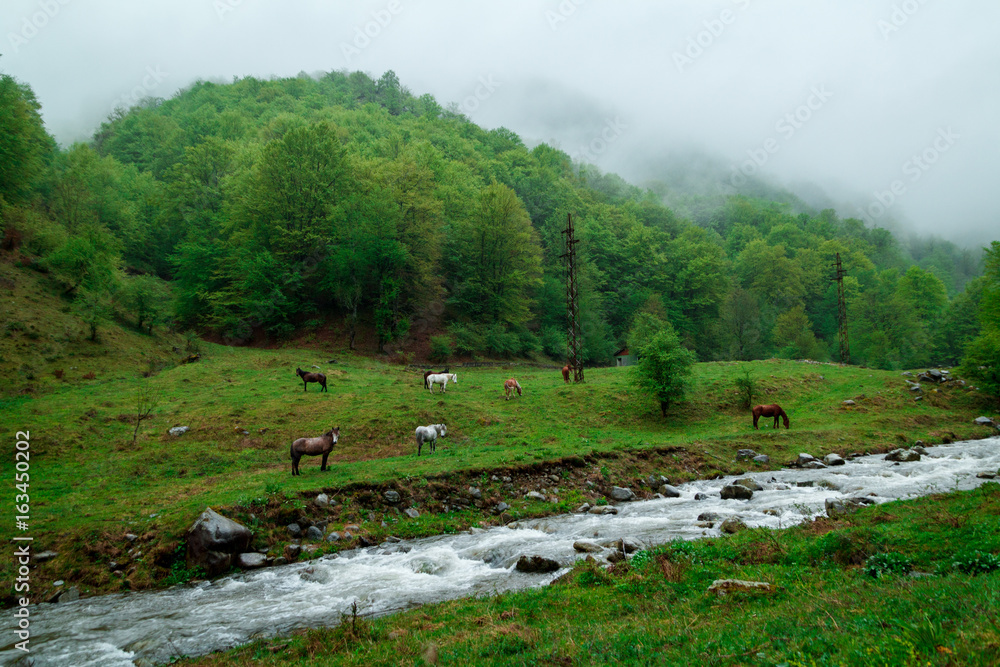 WILD HORSSES NEAR A MOUNTAIN RIVER WILD HORSSES NEAR A MOUNTAIN RIVER