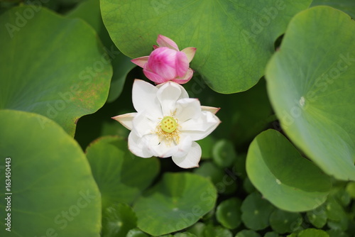 beautiful coloful lotus flower