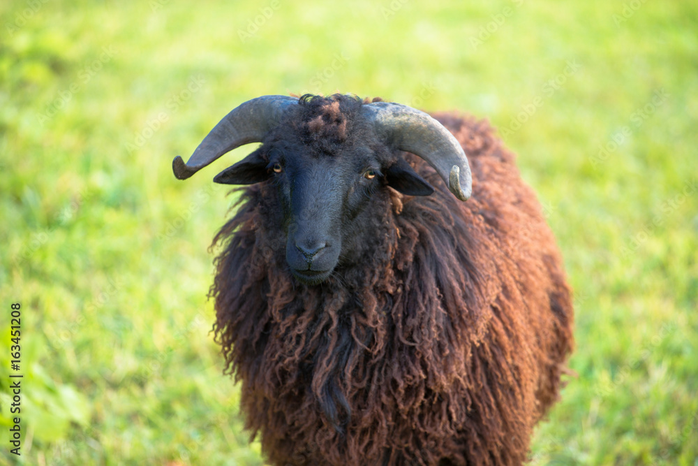 portrait of black sheep on green meadow on green grass background portrait of black sheep on green meadow on green grass background