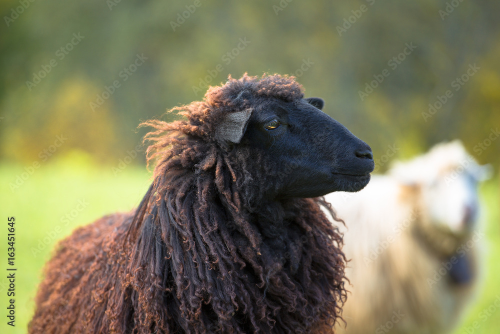 portrait of black sheep on green meadow on trees background portrait of black sheep on green meadow on trees background