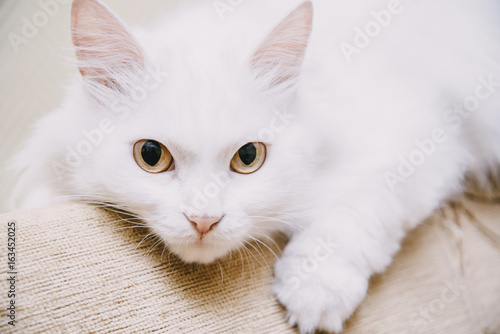 Fotografia Cute turkish van cat