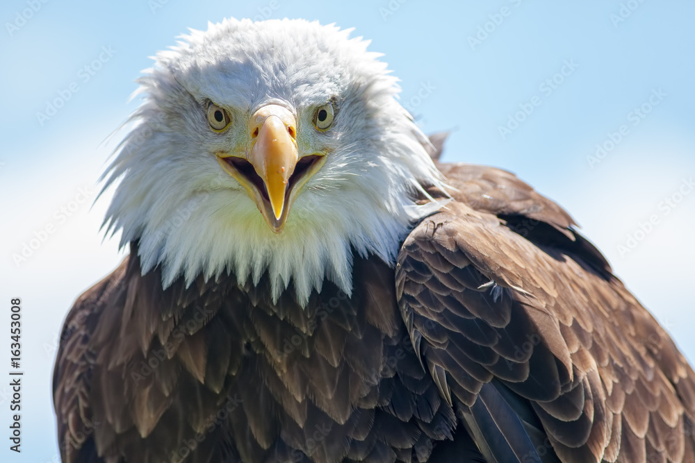 American bald eagle. USA bird of prey portrait image. American bald eagle. USA bird of prey portrait image.