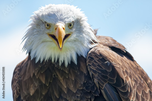 American bald eagle. USA bird of prey portrait image.