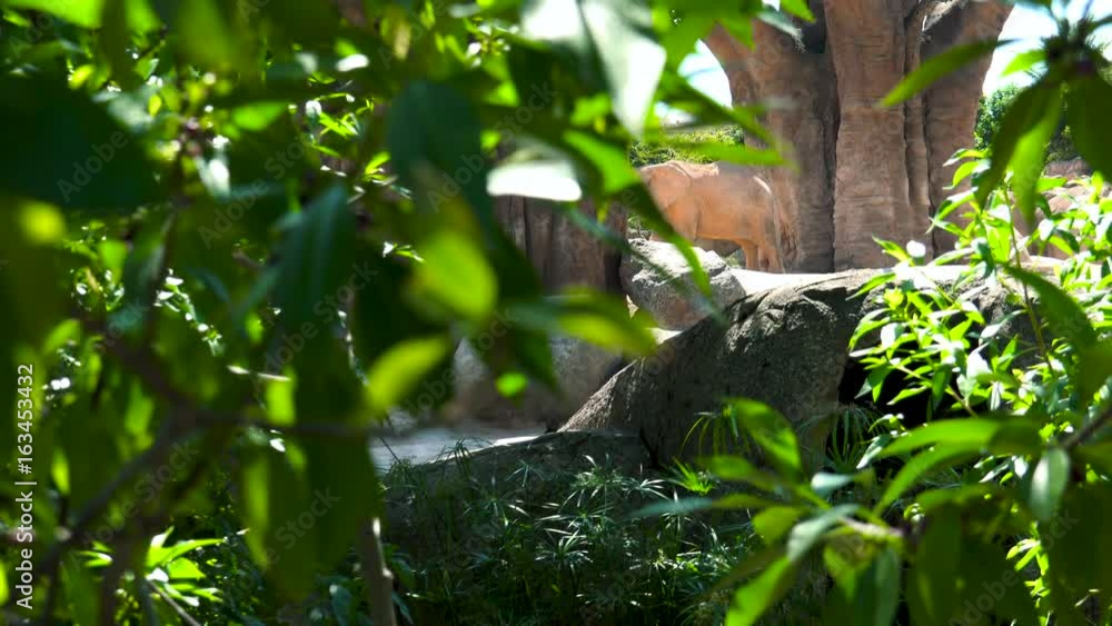 Group of desert elephants on a hot summer day, trying to socialize, ultra hd 4k, real time Group of desert elephants on a hot summer day, trying to socialize, ultra hd 4k, real time