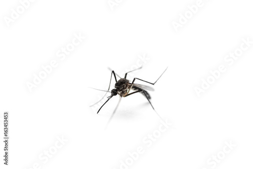 mosquito on white background, macro