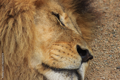 Fototapeta Naklejka Na Ścianę i Meble -  Lion sleeping