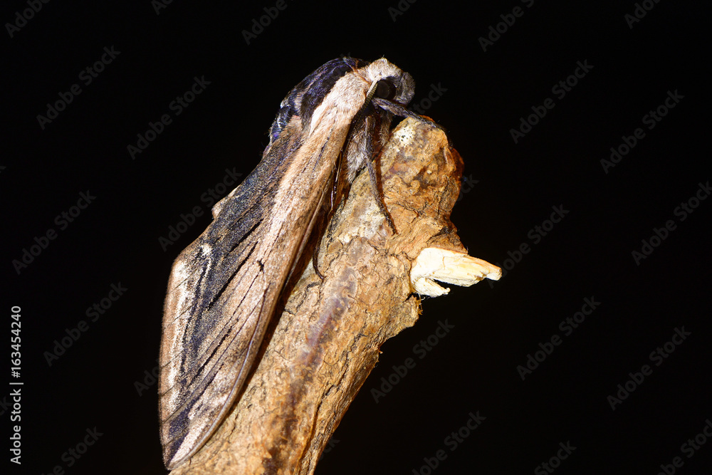 Privet hawk-moth (Sphinx ligustri) in profile on black. Large British hawk moth in the family Sphingidae at risk on dead wood