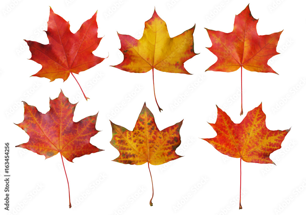Fototapeta premium Set of autumn maple leaves isolated on white background with clipping path.