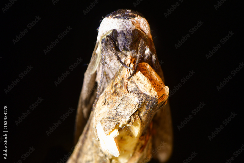 Privet hawk-moth (Sphinx ligustri) head on on black. Large British hawk moth in the family Sphingidae at risk on dead wood