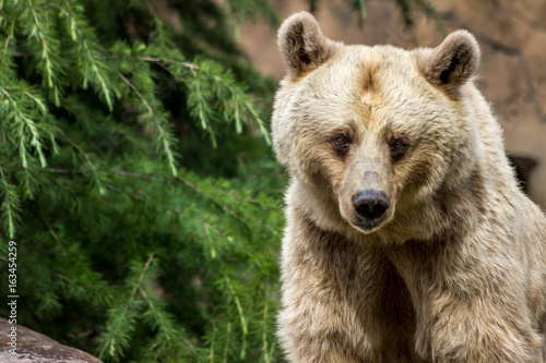 Brown bear © Orion Media Group