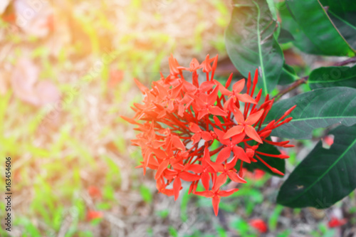 blur Ixora, spike flower red with in nature with light sunset ( Common Name Ixora coccinea, Rubiaceae)