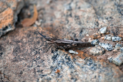 Mimicry in stone grasshopper from South Africa.