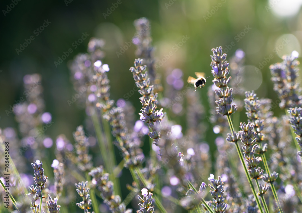 Lavender Garden Bee