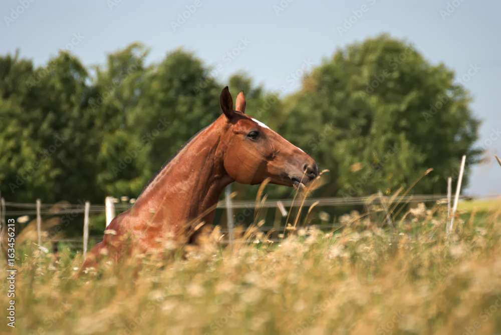 Fototapeta premium Horses feeding free on a field in summer