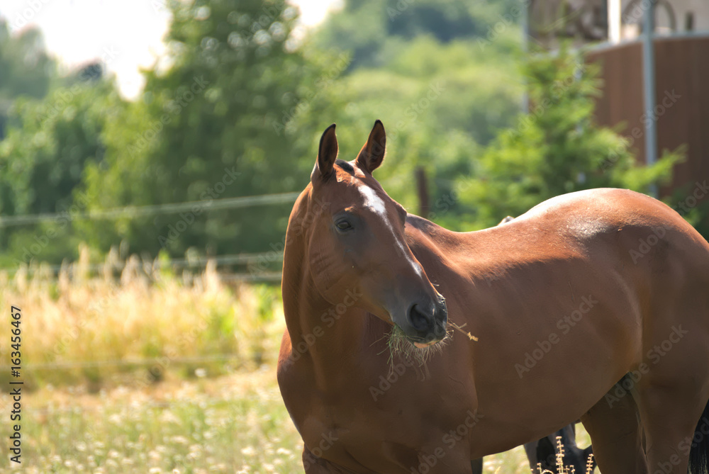 Naklejka premium Horses feeding free on a field in summer