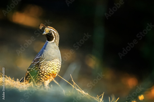 California quail in its natural habitat; dedicated focus. photo