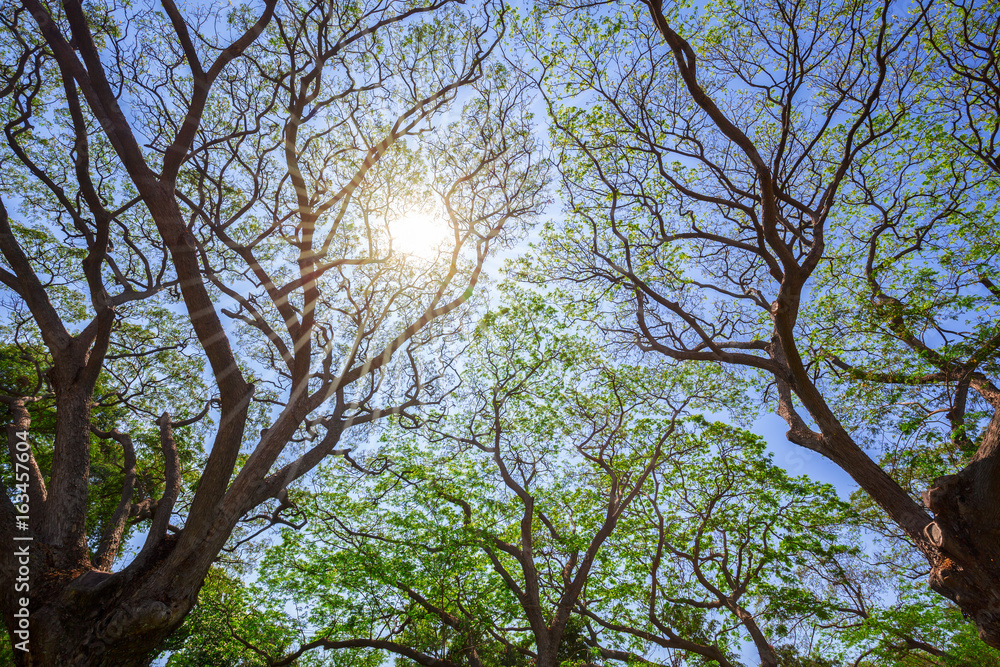 Large trees with sunlight and bright sky Large trees with sunlight and bright sky