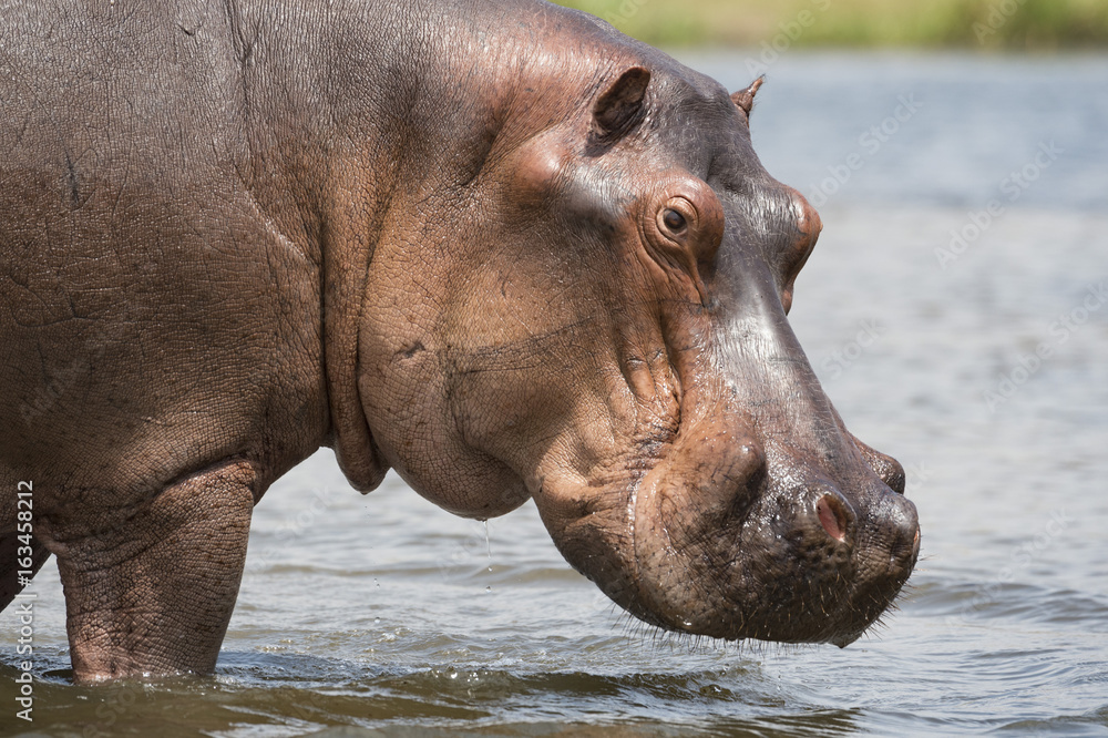 Hippopotamus (Hippopotamus amphibius), Uganda Hippopotamus (Hippopotamus amphibius), Uganda