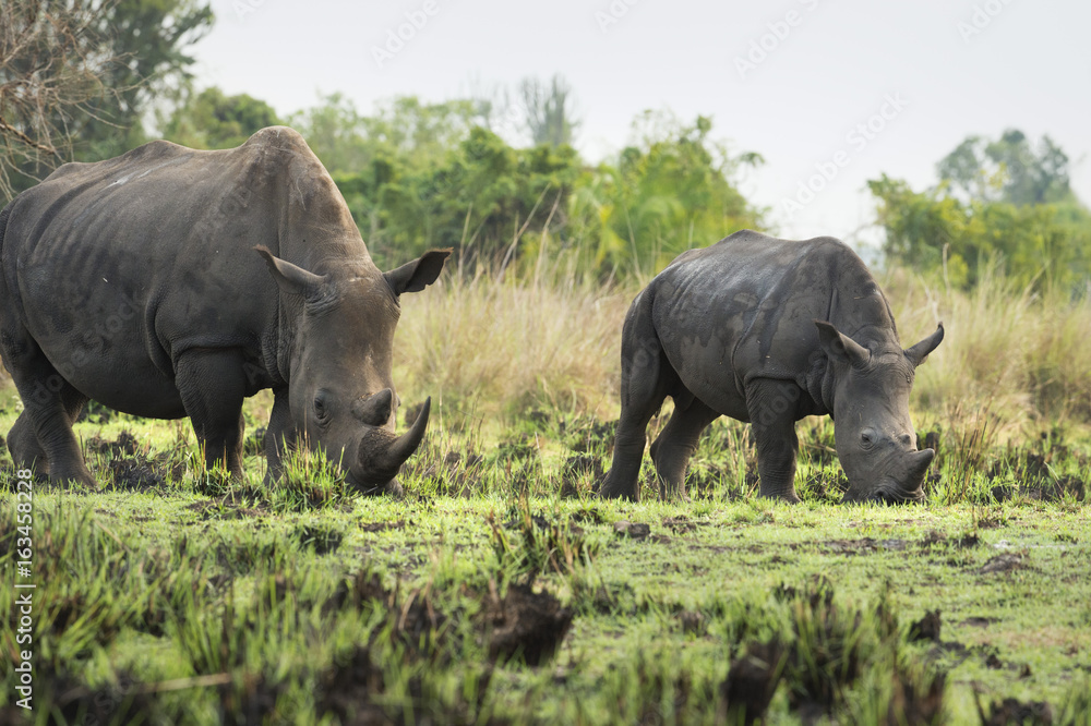 White Rhinoceros (Ceratotherium simum), Uganda White Rhinoceros (Ceratotherium simum), Uganda