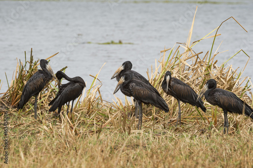 African Open-billed Stork (African openbill) (Openbill stork) (Aanastomus lamelligerus), Uganda photo