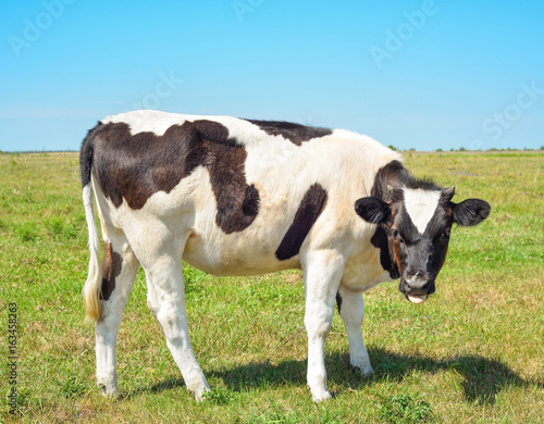 Close up portrait of young cow on the background of green posture. Beautiful funny cow  grazes on cow farm Young, curious black and white calf staring at the camera in natural background