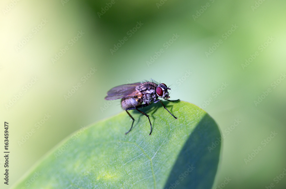 Drosophila sitting on a green leaf in the garden Drosophila sitting on a green leaf in the garden