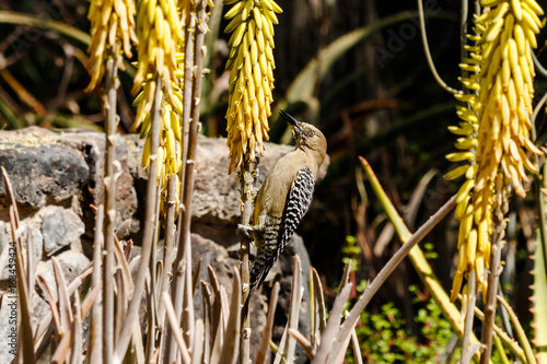 Gila woodpecker perched on a Yucca plant to feed, in the Sonoran desert of Arizona.  photo