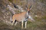 Young female Eland grounds nature reserve