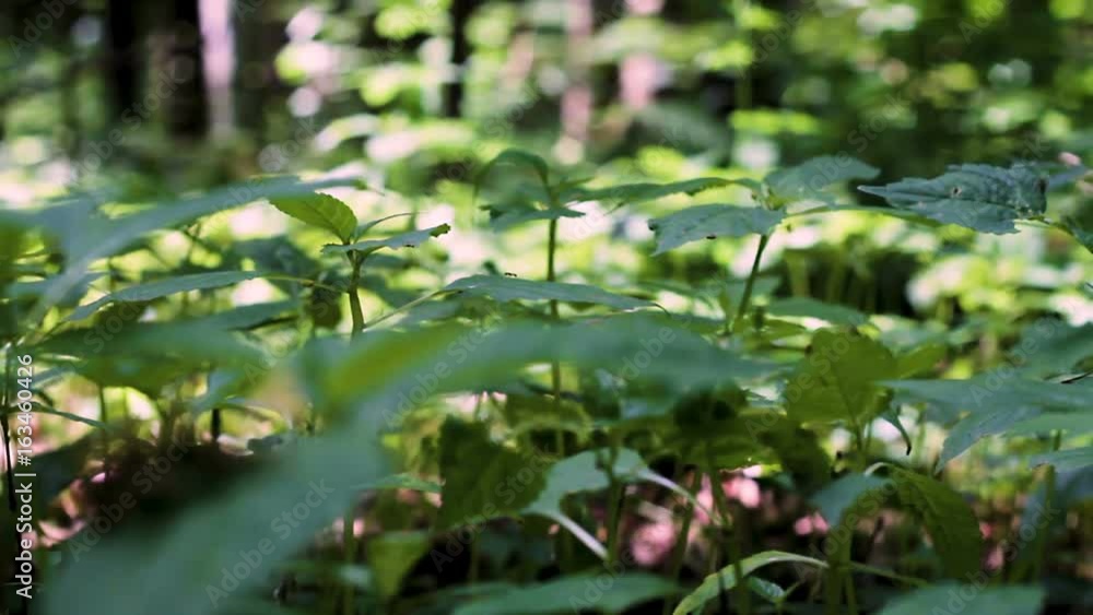 Panning shot of lush vibrant green grass in forest on sunny day filmed from ground level. Shallow depth of field, close up Panning shot of lush vibrant green grass in forest on sunny day filmed from ground level. Shallow depth of field, close up